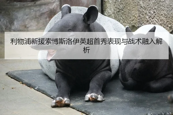 利物浦新援索博斯洛伊英超首秀表现与战术融入解析